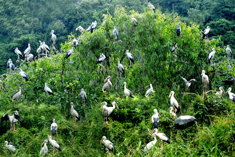 Bài thuyết minh Khu du lịch sịnh thái Vườn chim thung Nham