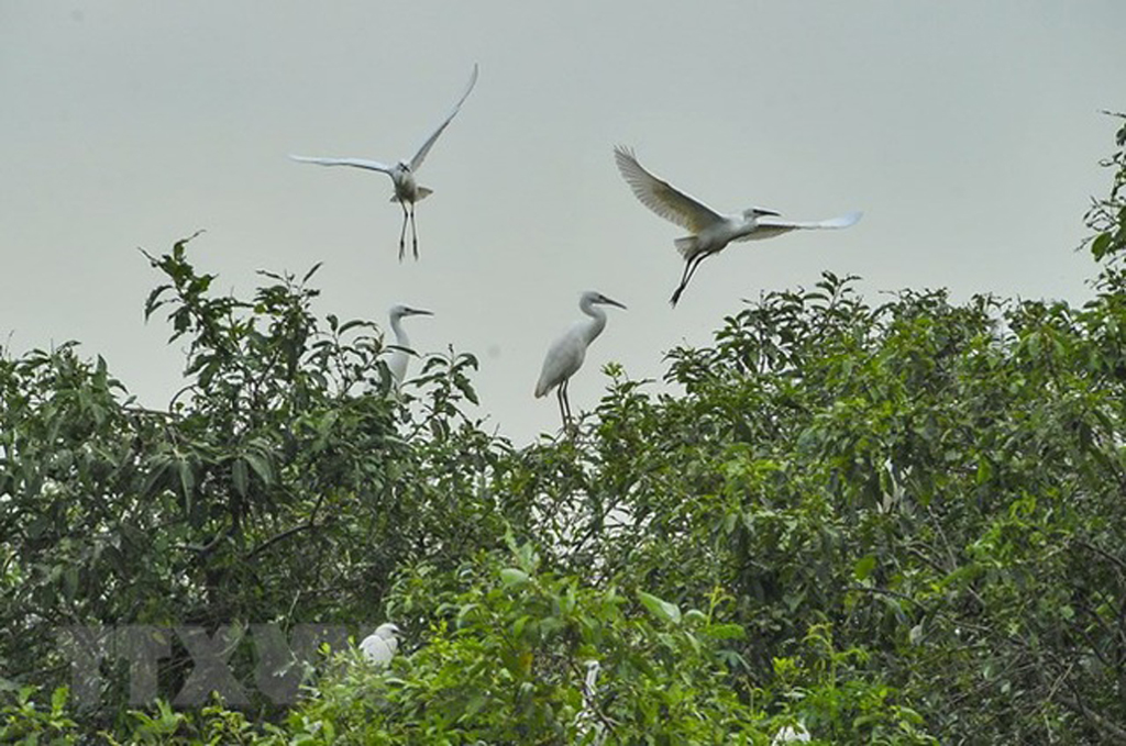 Gia Lac stork sanctuary along Hoang Long river