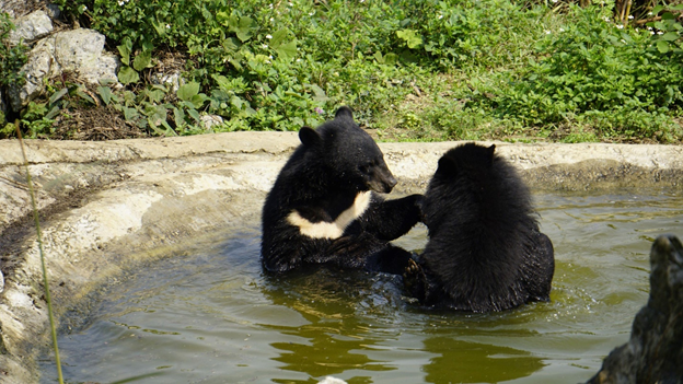 Cơ sở bảo tồn Gấu Ninh Bình